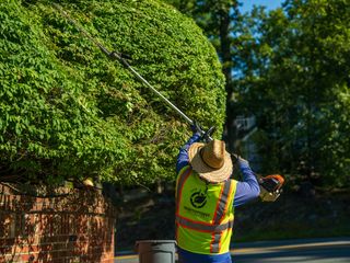 Shrub & Tree Prunning